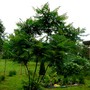 Rhus Sumach locally known as a Vinegar tree.  (Rhus typhina (Stag's horn sumach))