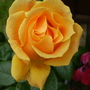 Floribunda Rose