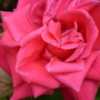 A rather blousey Wendy Cussons!