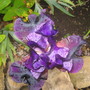 Iris - 'Superstition'
