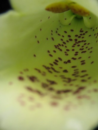 Bees - eye view Foxglove.