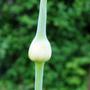 leek flower head