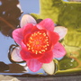 Water Lilly