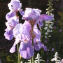 Bearded Irises