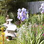 Bearded Irises
