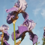 Bearded Iris