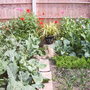 Veggies_june_08_3