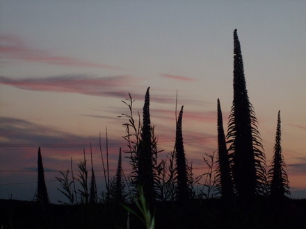 echium by night (Echium pininana (Tree echium))