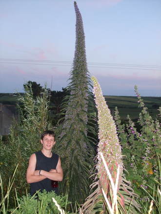 echium by jack(son 5foot 6ish!!) (Echium pininana (Tree echium))