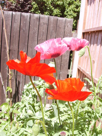 Poppys (Papaver rhoeas (Corn poppy))