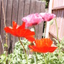Poppy1