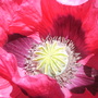 Poppy3