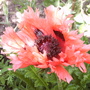 Oriental Poppy 'Pink Ruffles' (Papaver orientale 'Pink Ruffles')