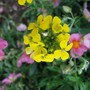 Erysimum Yellow Bird (Erysimum)