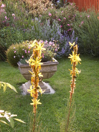 Asphodeline lutea in the evening (Asphodeline lutea (King's Spear))