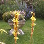 Asphodeline lutea (King's Spear)