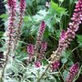 Lysimachia_atropurpurea__beaujolais_