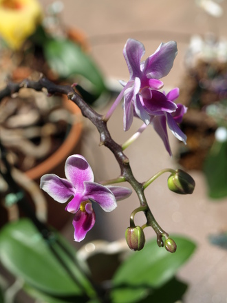 orchid