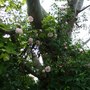 Up the Eucalyptus tree. (Eucalyptus)