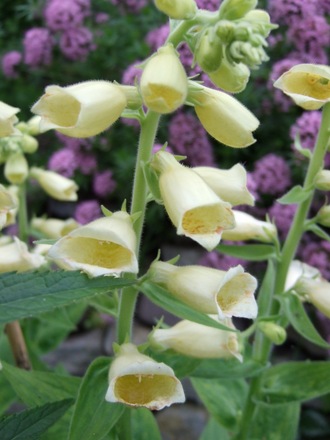 Perennial Foxglove (Digitalis grandiflora (Yellow foxglove))