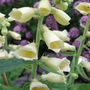 Digitalis___dwarf_carillon_