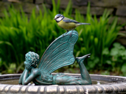 Blue tit on bird bath