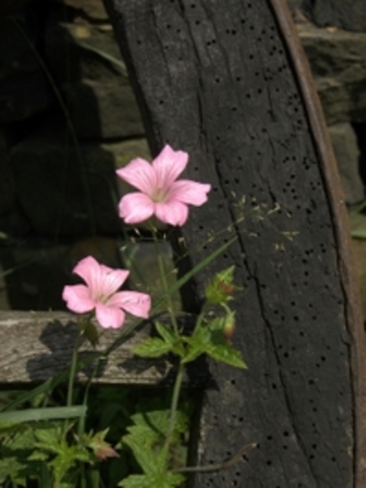 Pink geranium near cartwheel