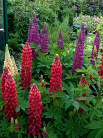 Lupins (lupinus)