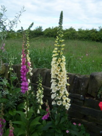 Foxgloves