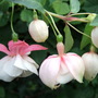 Fuchsia procumbens