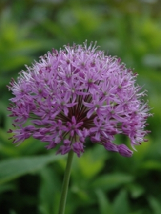 Allium