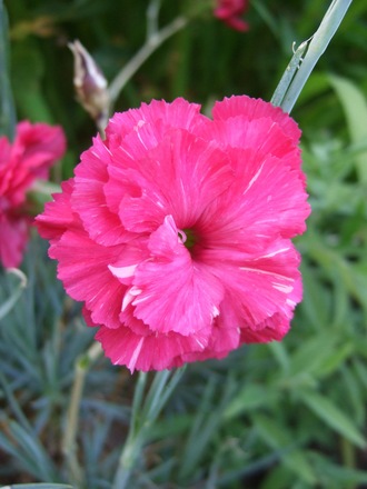 Another Dianthus (Dianthus)