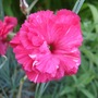Pink_dianthus