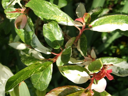 Photinia davidiana 'Palette' leaves. (Photinia davidiana)