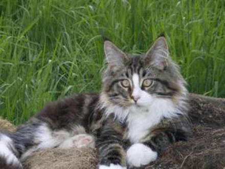My new gardening companion