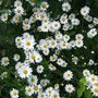 Ox-eye Daisies (Leucanthemum vulgare)
