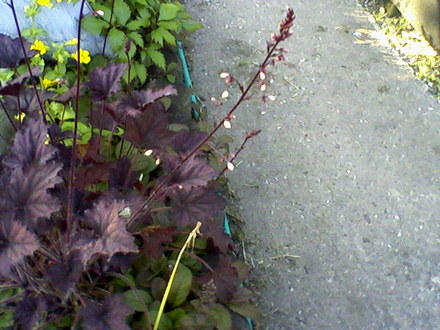 Friends garden