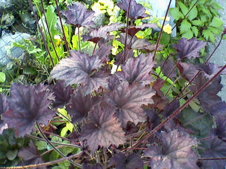 Friends garden