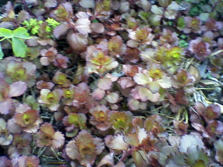 Friends garden