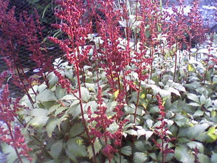 Friends garden