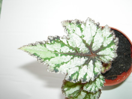 Begonia 