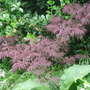 Acer1