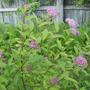 Spirea