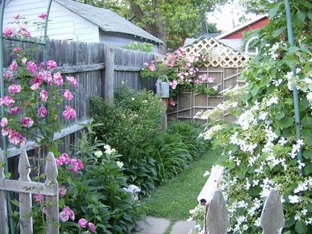 Back Garden