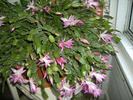 Another Christmas cactus now in bloom