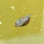 Snail_water_float_upsidedown_eating_6-01-08_exc_sm