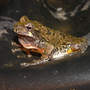 Treefrog_common_gray2_close_5-31-08_exc_sm