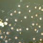 Treefrog Eggs