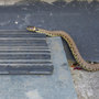 Snake1