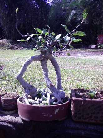 tri-stem ficus !! (Ficus benjamina)